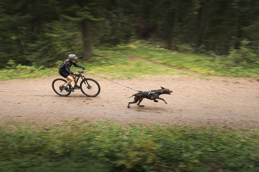 Everything you need to know about bikejoring gathered in one place!