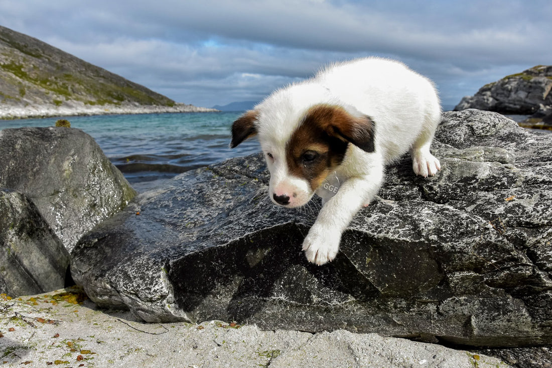 How much should I exercise my puppy?