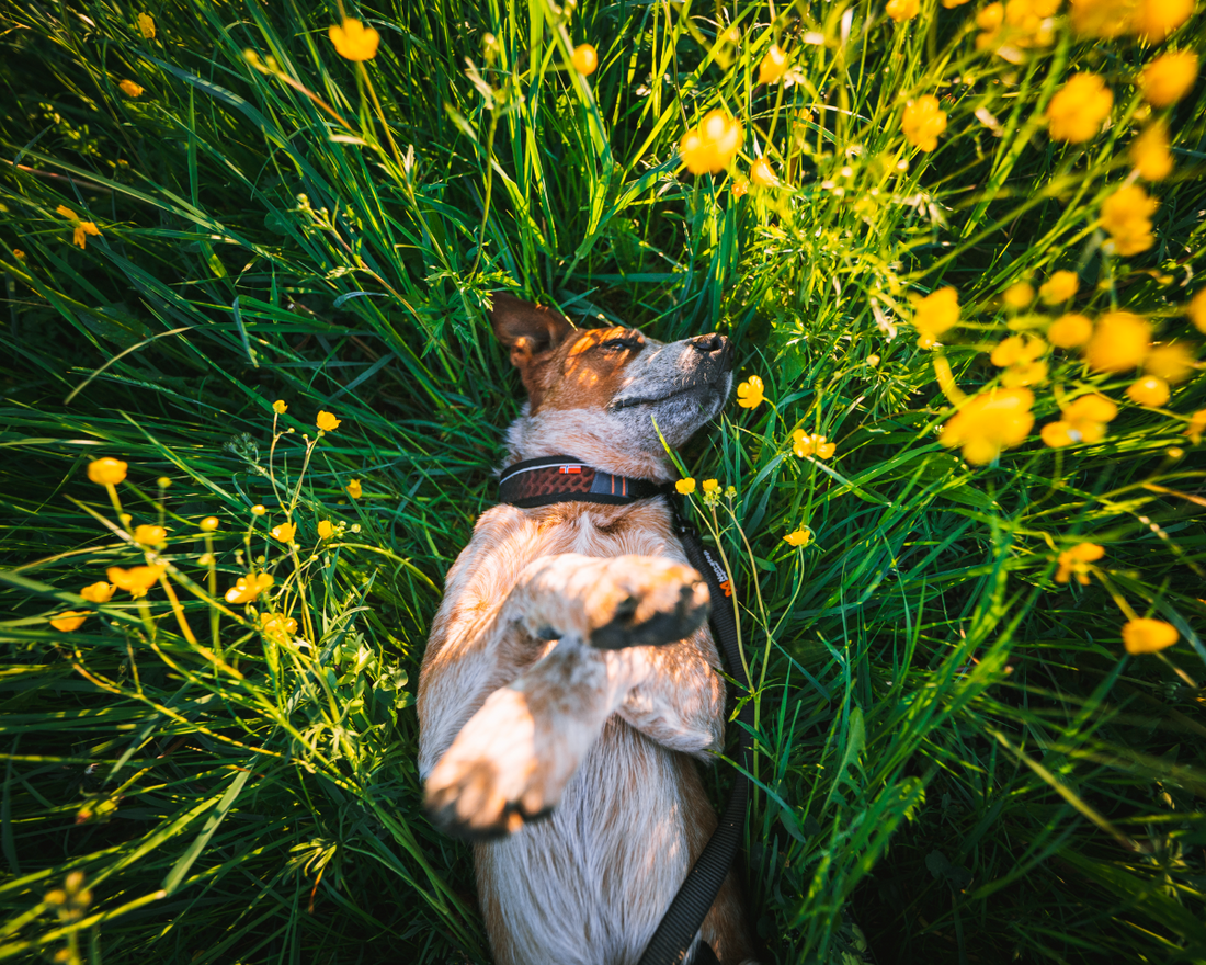 How to find the best dog collar for your dog