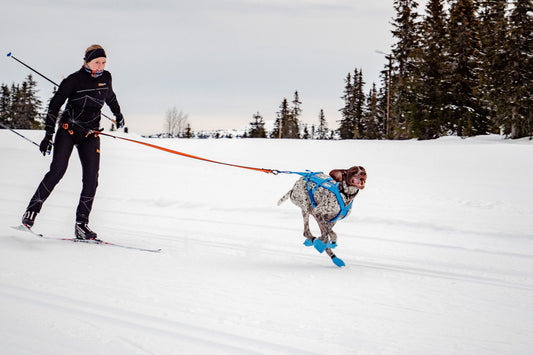 Celebrates 10th anniversary with special edition dog harness