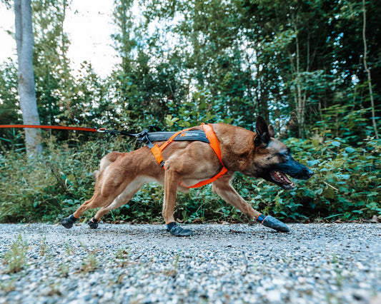 Canicross Couch to 5K training program - Week 10