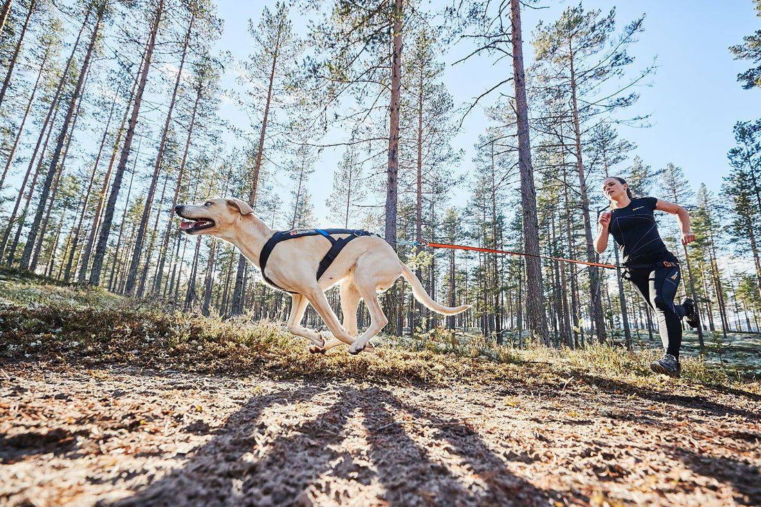 How to find the right size harness for my dog?