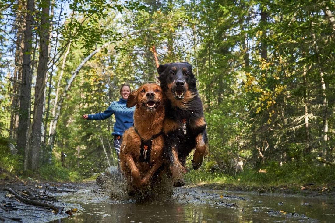 Is canicross good for dogs?