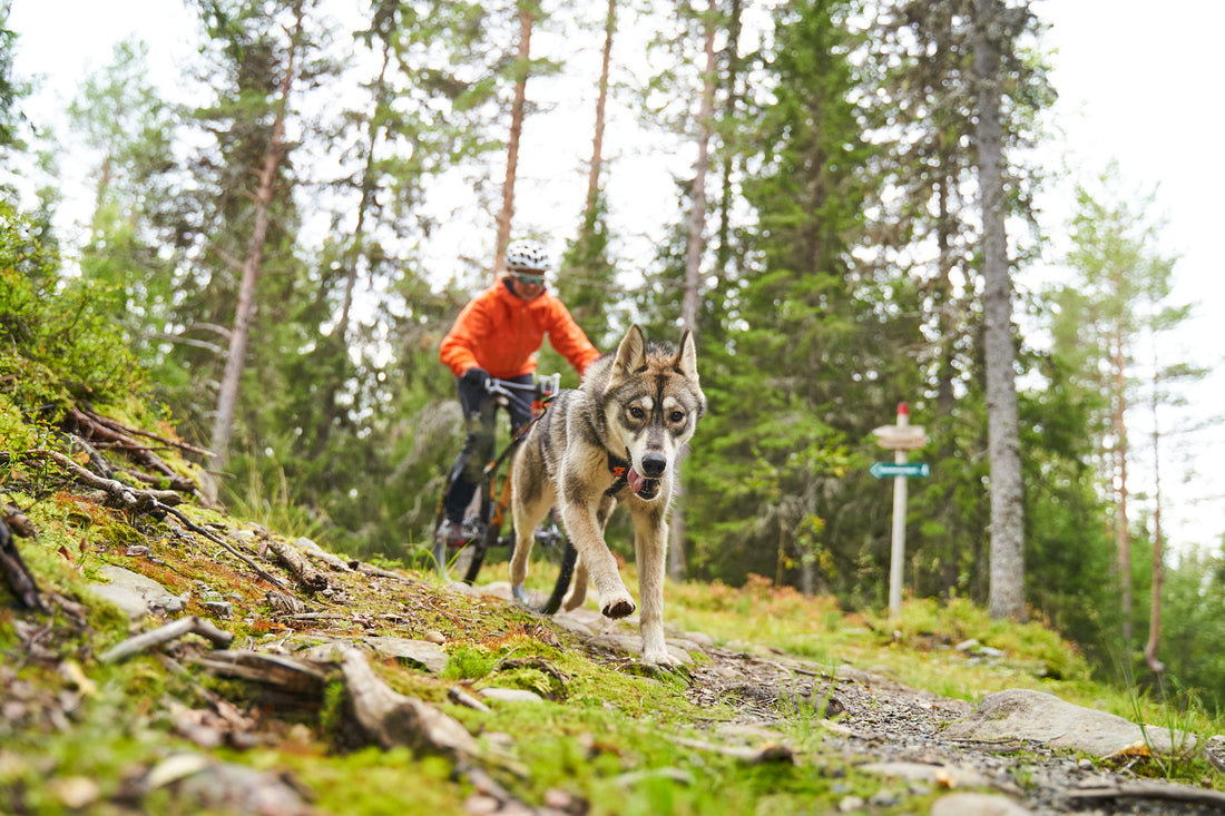 Bikejoring equipment – all you need to get started