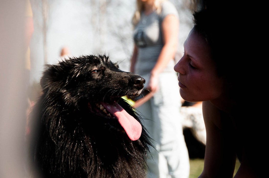 Can I train my dog in warm weather?