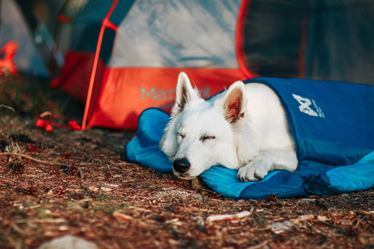 Gifts for camping with dogs
