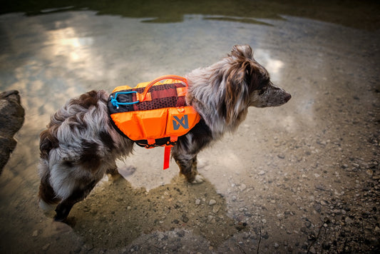 Paws on paddles - Week 2