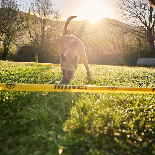 Meet King: the next generation of mine detection dogs saving lives around the world