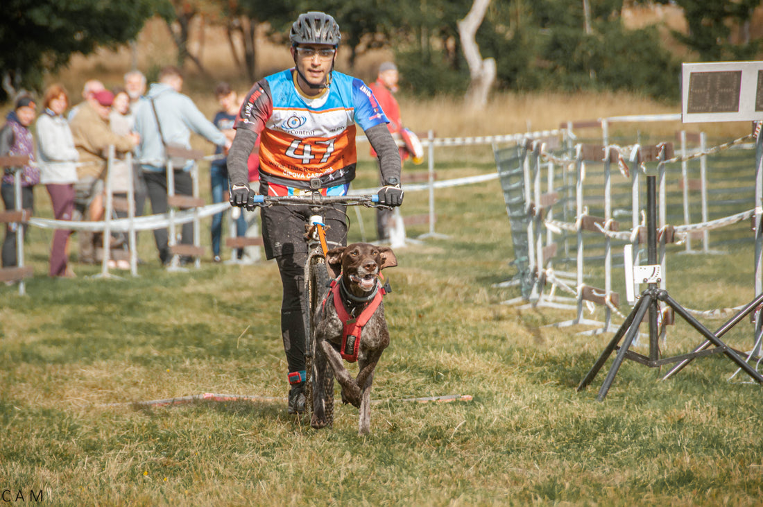 5 tips to prevent your dog from slowing down before the finish line