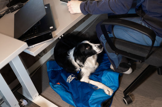 I am going back to work! How do I prepare my dog?