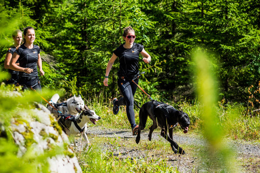 How to train and compete with reactive dogs