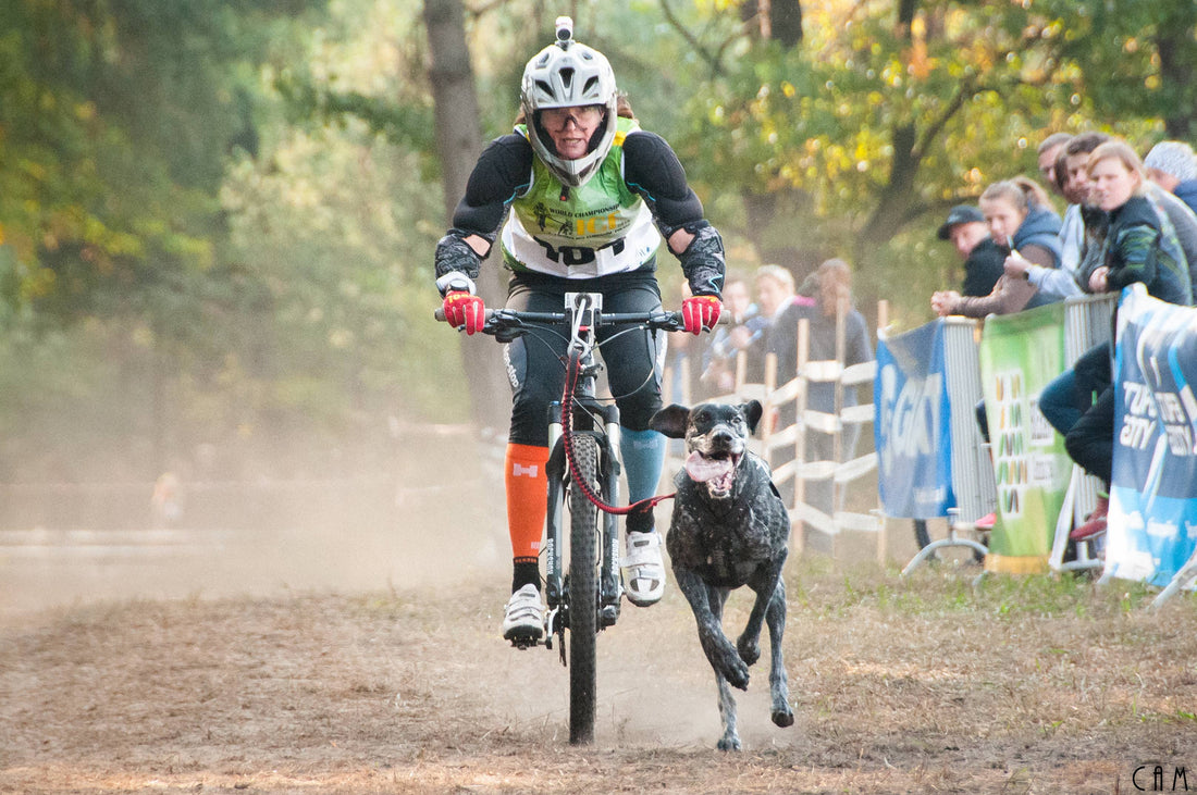 How to prepare for a bikejoring competition