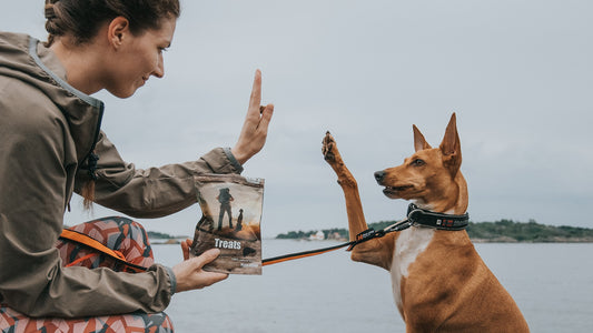 How tricks can help build a stronger relationship with your dog and improve learning skills
