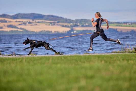 Canicross harness and equipment