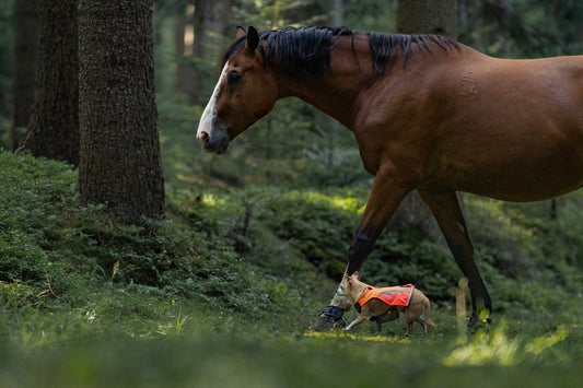 Chihuahua wearing hi-vis vest next to a horse in the forest