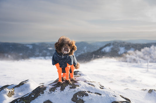 Dog wairing protective and warm layers in the snow