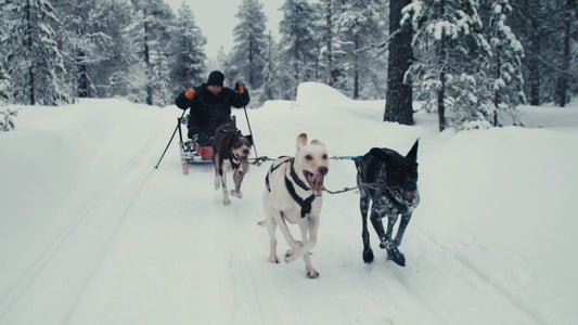 Getting out of the wheelchair and back on the sled