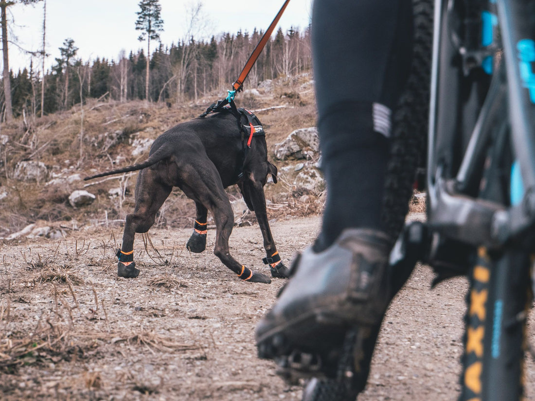 How to teach a dog to pull