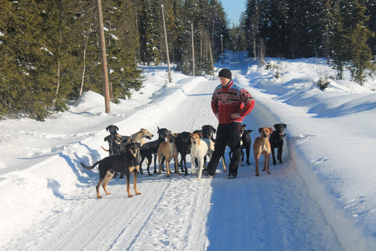 How to walk a pack of freerunning dogs without trouble