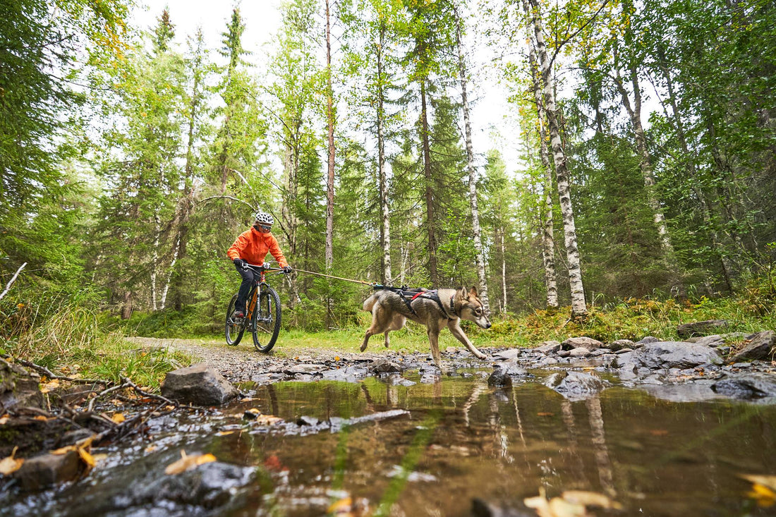 What is bikejoring?