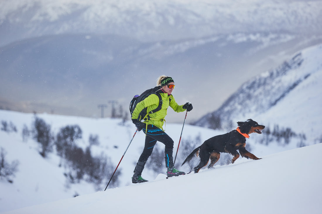 Everything you need to know to take your dog skiing