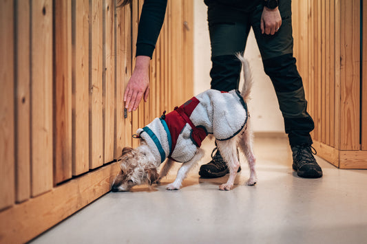 25 new things to try with your dog in 2025