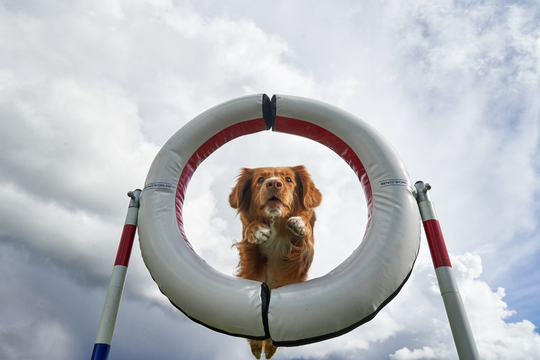 7 useful skills to train before your first agility seminar