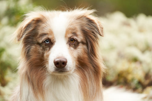 A small dog can make a big difference