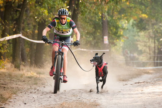 Bikejoring race rules