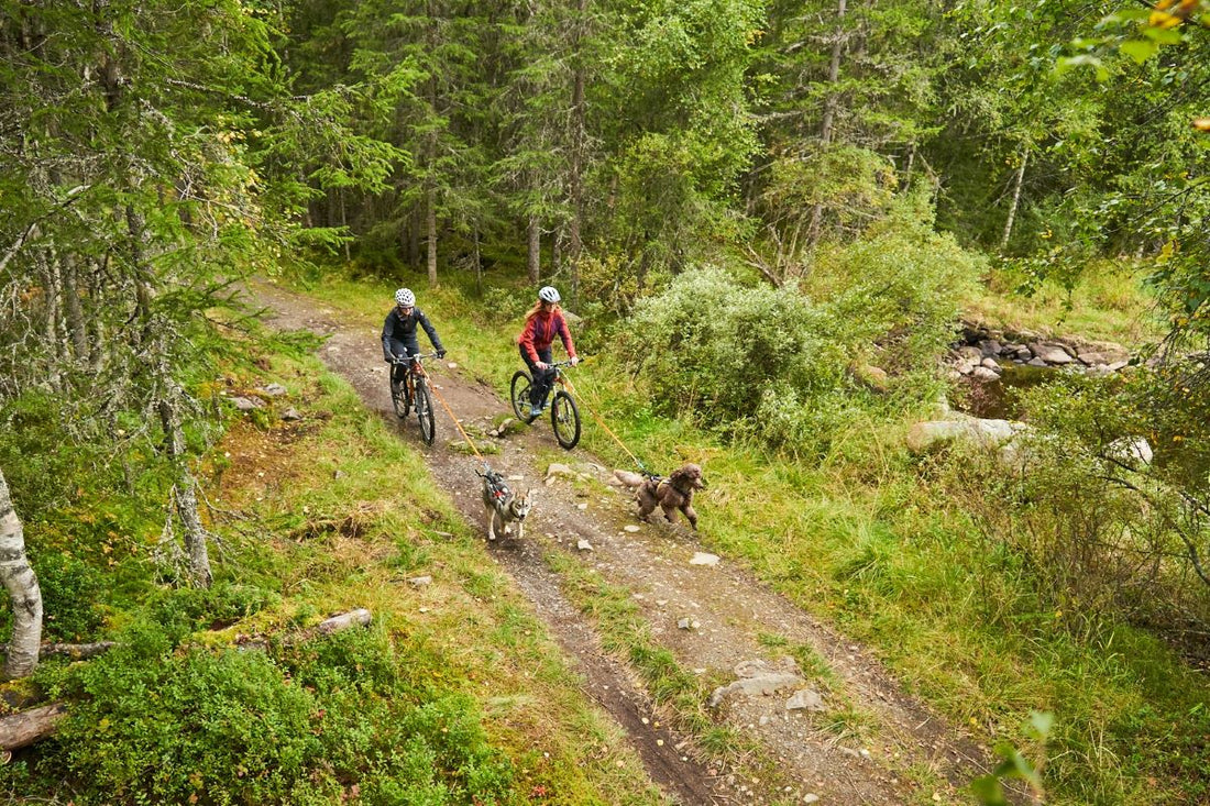How to start with bikejoring?