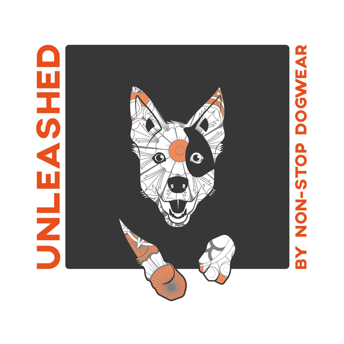 Steve Walsh | Q&A with a dog trainer