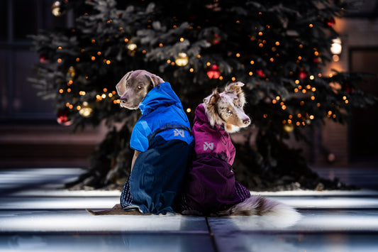 2024 Christmas gift guide for dogs and dog owners