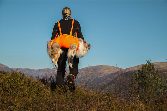 The rescue sling that could save your dog’s life
