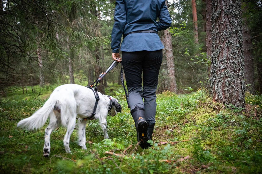 How to train a dog to walk on a leash without pulling