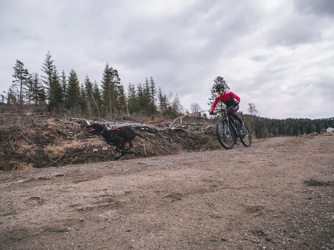 How to train like a World Champion in bikejoring