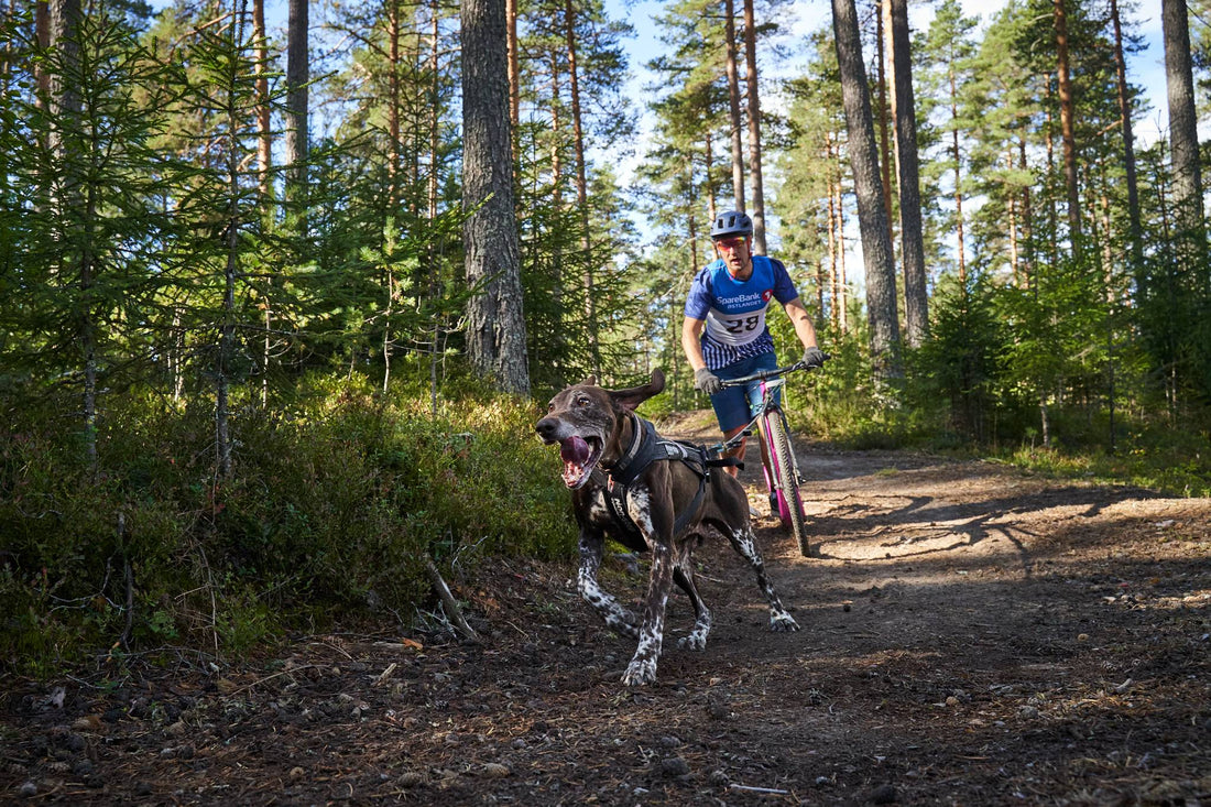 How to teach your dog «gee» and «haw»