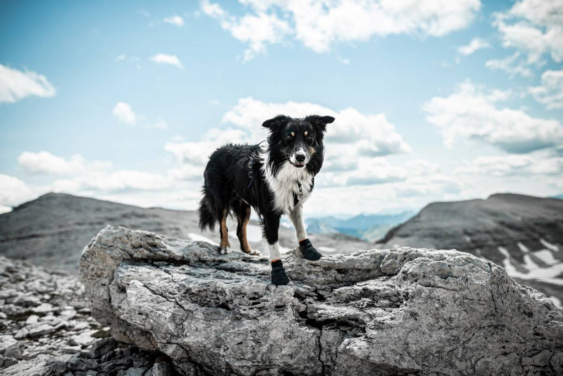 How to choose and use dog booties