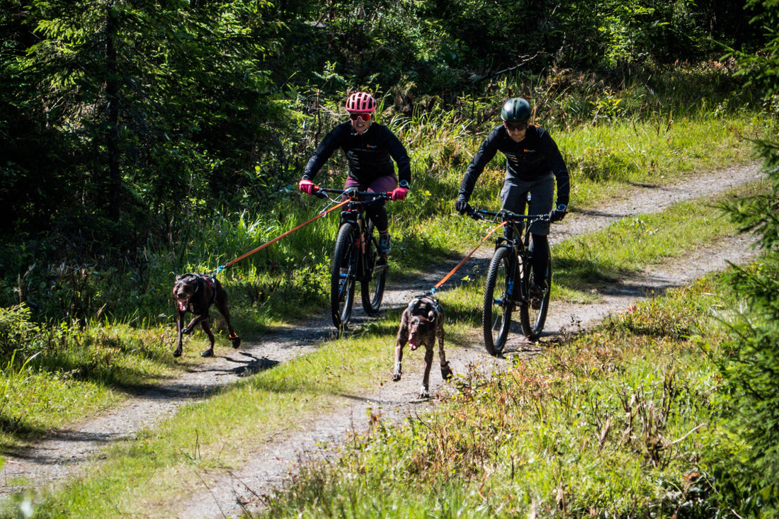 Overtaking other dogs in training and in competitions