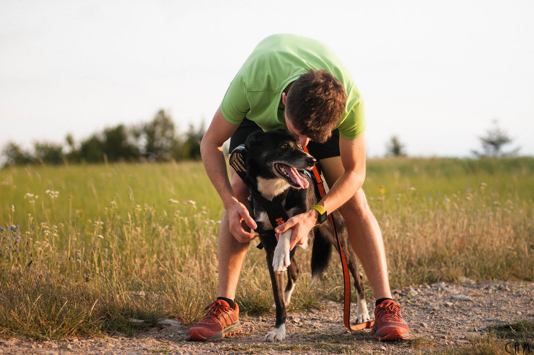 First aid for paw cuts: How to rinse, bandage and stop bleeding