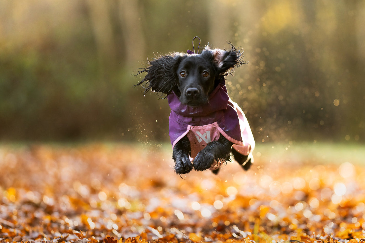 Dog raincoats