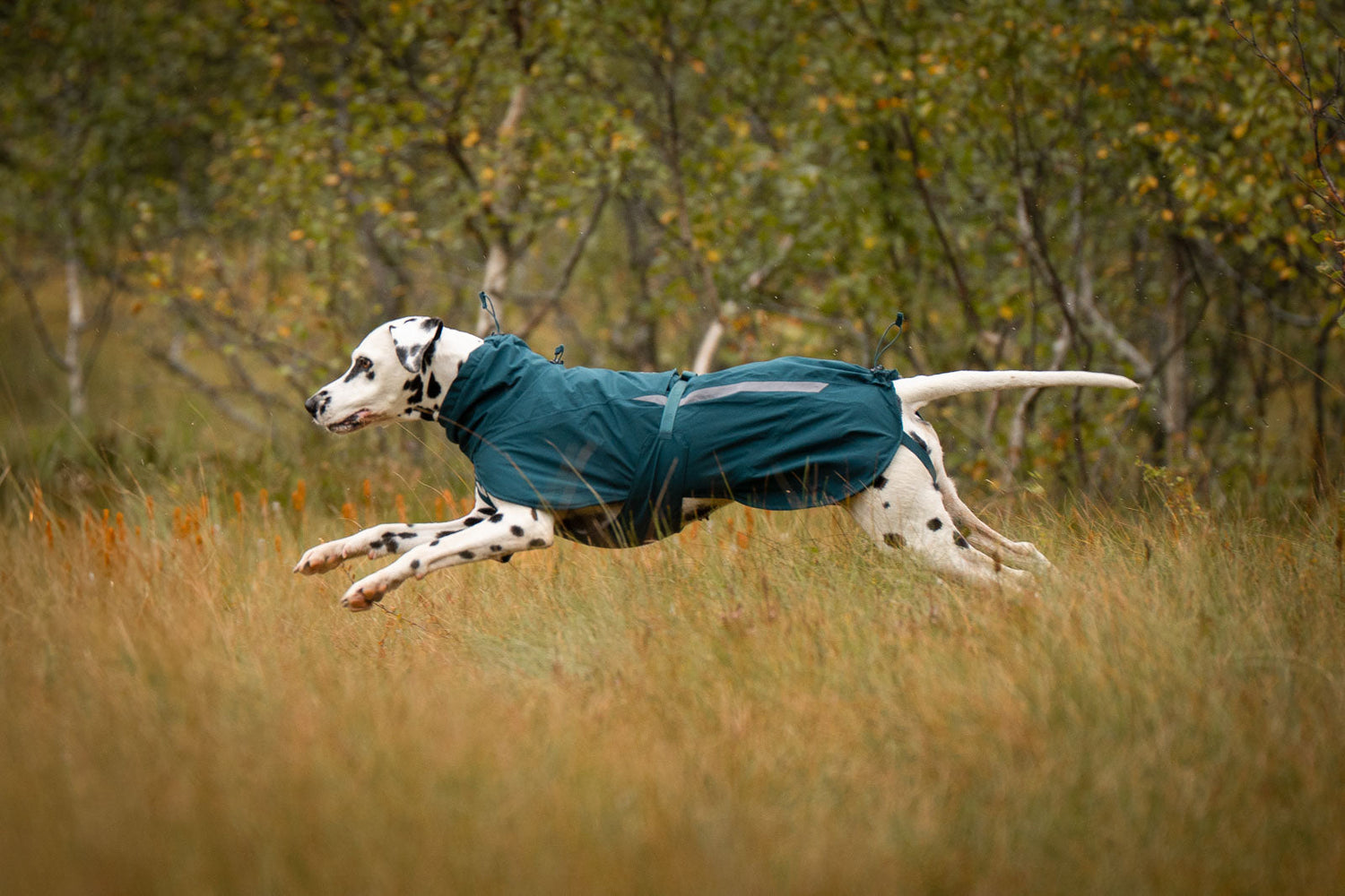 Dog jackets