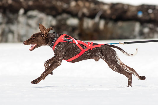 Combined harness (1)