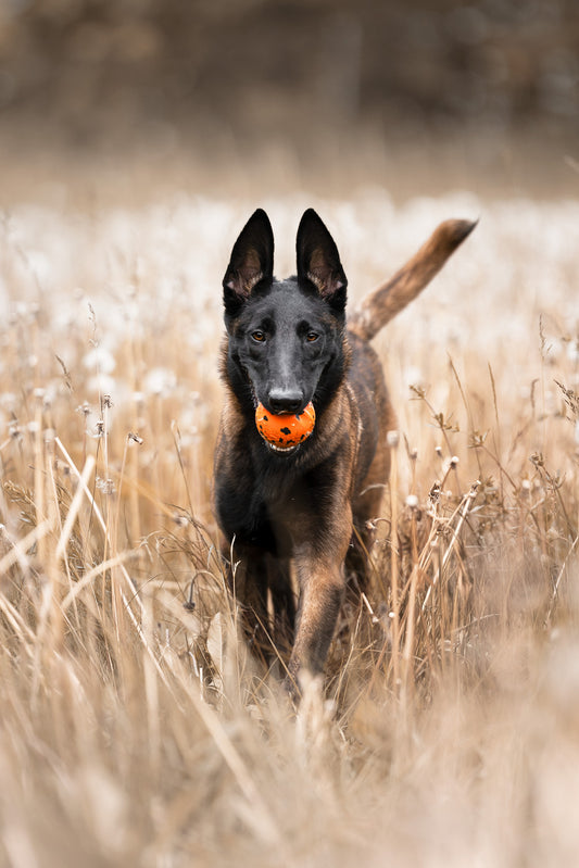 Dog ball (1)