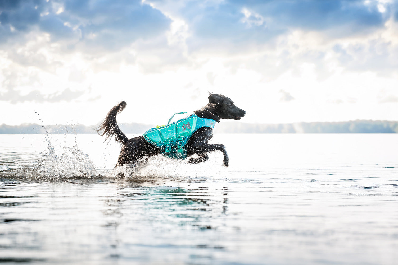 Screenshot or Official Image for nonstopdogwear.com - Unleash your potential | Non-stop dogwear