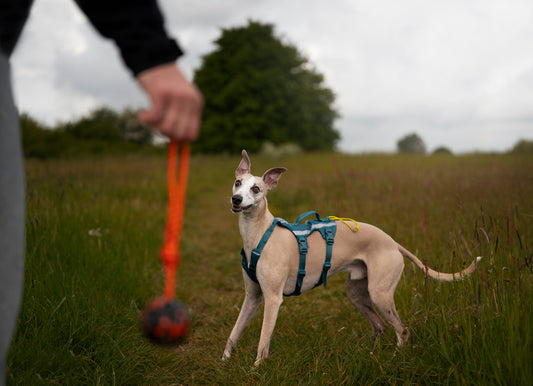 Dog ball on rope (1)