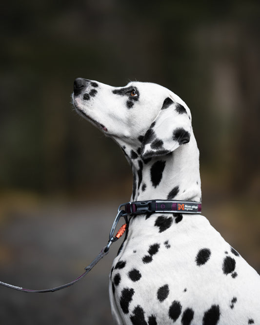Roam collar (1)