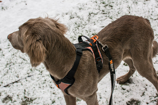 Strong leash (1)