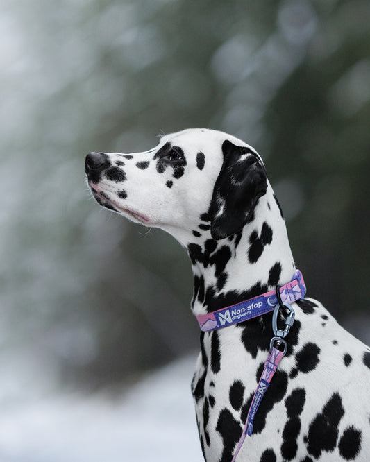 Trail quest collar Rachel Pohl edition (1)