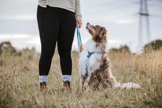 Trail quest leash (1)