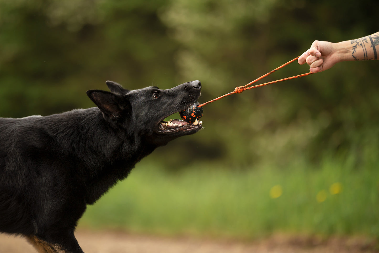 Dog ball on rope (2)